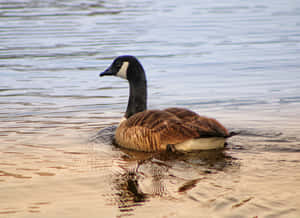 Canada Goose Swimming Lake Wallpaper