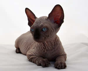 Canadian Sphynx Cat Lounging In Sunlight Wallpaper