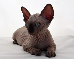 Canadian Sphynx Cat Lounging In Sunlight Wallpaper