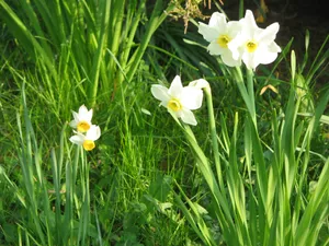 Canaliculatus And Biflorus Narcissus Flowers Wallpaper