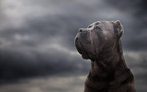 Cane Corso And The Dark Sky Wallpaper