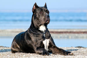 Cane Corso By The Shore Wallpaper