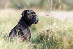 Cane Corso On A Grassland Wallpaper