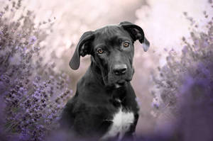 Cane Corso On Lavender Field Wallpaper