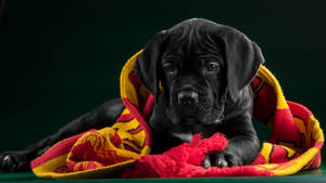 Cane Corso Puppy Scarf Model Wallpaper