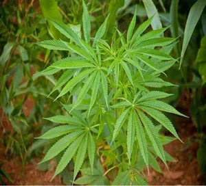 Cannabis Leaves Pile Wallpaper