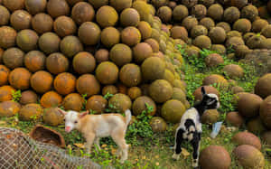 Cannonballs And Goats At Citadelle Laferriere Wallpaper