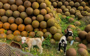 Cannonballs And Goats At Citadelle Laferriere Wallpaper