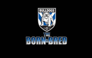 Canterbury-bankstown Bulldogs Nrl Wallpaper