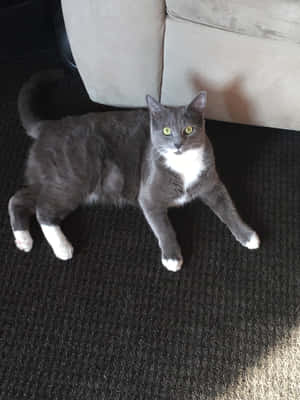 Caption: A Beautiful Korat Cat With Green Eyes Resting On A Carpet Wallpaper