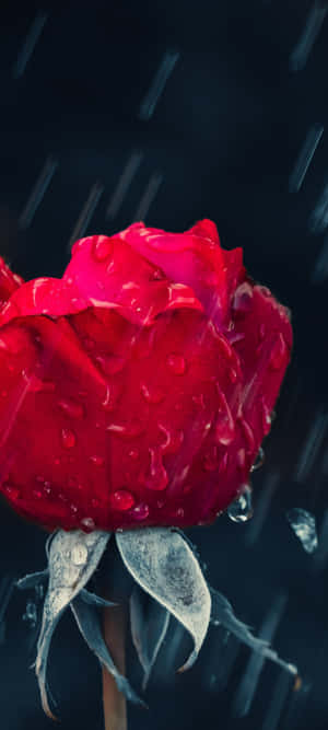 Caption: A Beautiful Rose Blossoming In The Rain Wallpaper