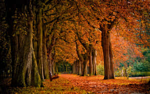 Caption: A Blissful Autumn Walk Wallpaper