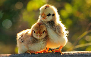 Caption: A Charming Chick In Soft Focus Light Wallpaper