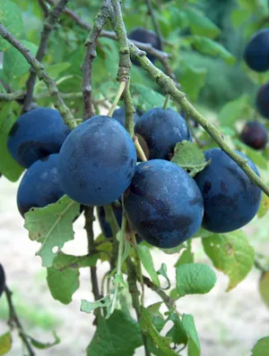 Caption: A Cluster Of Fresh Damson Plums Wallpaper