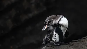 Caption: A Galapagos Penguin Enjoying Natural Solitude Wallpaper