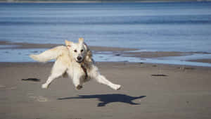 Caption: A Joyful Day At The Beach With Man's Best Friend Wallpaper