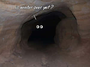 Caption: A Peaceful Slumber: Animals In Hibernation Wallpaper