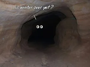 Caption: A Peaceful Slumber: Animals In Hibernation Wallpaper