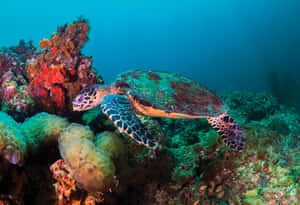 Caption: A Remarkable Underwater Snapshot Of A Coral Reef Wallpaper