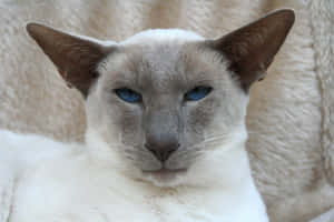Caption: A Riveting Portrait Of A Thai Blue Cat Wallpaper