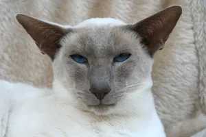 Caption: A Riveting Portrait Of A Thai Blue Cat Wallpaper