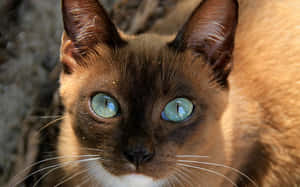 Caption: A Stunning Havana Brown Cat Relaxing On A White Background Wallpaper