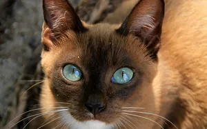 Caption: A Stunning Havana Brown Cat Relaxing On A White Background Wallpaper