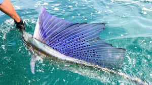 Caption: A Stunning Sailfish Swimming In The Depths Of The Ocean. Wallpaper