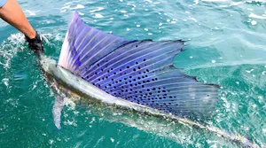 Caption: A Stunning Sailfish Swimming In The Depths Of The Ocean. Wallpaper