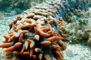 Caption: A Vibrant Marine Life - Sea Cucumber Wallpaper