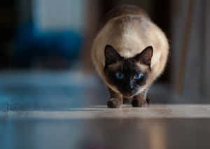 Caption: Adorable And Playful Tonkinese Cat Wallpaper