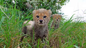 Caption: Adorable Baby Cheetahs Exploring The Serengeti National Park Wallpaper