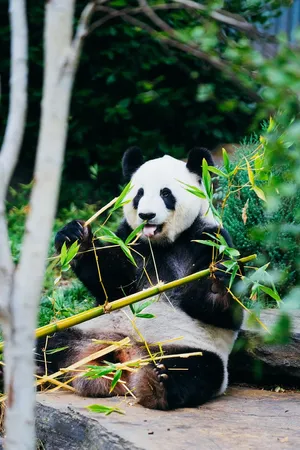 Caption: Adorable Girly Cute Panda Blissfully Munching On Bamboo Wallpaper