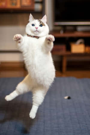 Caption: Adorable Munchkin Cat Lounging On The Floor Wallpaper