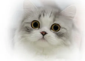 Caption: Adorable Napoleon Cat Posing Elegantly Wallpaper