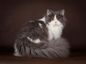 Caption: Adorable Selkirk Rex Cat Lounging On A Cozy Bed Wallpaper