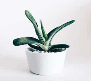 Caption: Adorable Succulent Plant In A White Pot Wallpaper