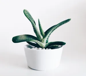 Caption: Adorable Succulent Plant In A White Pot Wallpaper