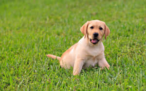 Caption: Adorable Yellow Labrador Relaxing Outdoors Wallpaper