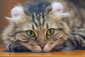 Caption: American Curl Cat Displaying Her Beautiful Curled Ears Wallpaper