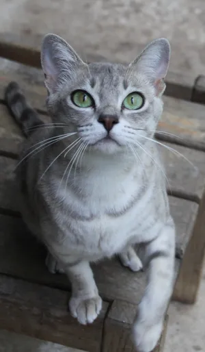 Caption: An Elegant Australian Mist Cat Lounging On A Ledge Wallpaper