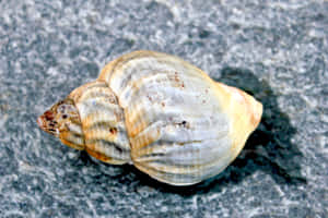 Caption: An Exquisite Whelk Shell On The Turquoise Sea Shore Wallpaper