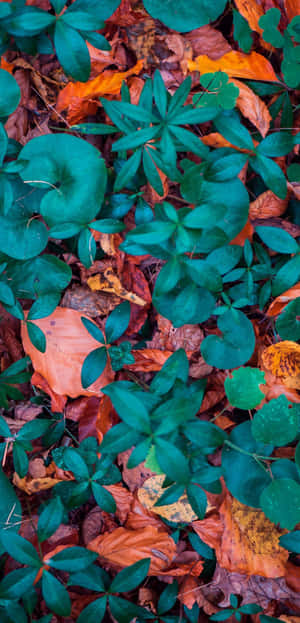 Caption: Autumn Leaves On Forest Floor Wallpaper