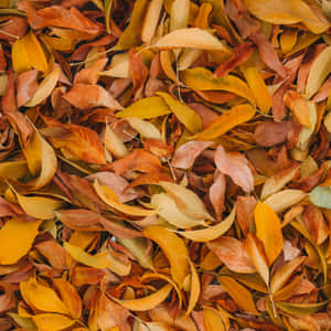 Caption: Autumn Memories With Brown Leaves Wallpaper