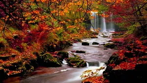 Caption: Autumn Wind Blows Through A Colorful Forest Wallpaper