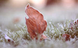 Caption: Autumnal Brown Leaves Background Wallpaper