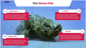 Caption: Awe-inspiring View Of Stonefish In Its Natural Habitat Wallpaper