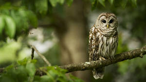 Caption: Baby Owl Perched On Tree Branch Wallpaper