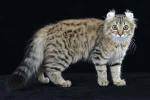 Caption: Beautiful American Curl Cat Lounging Wallpaper