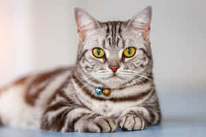 Caption: Beautiful American Shorthair Cat Lounging At Home Wallpaper